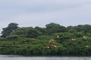 Tour image of Caroni Bird Sanctuary Tour