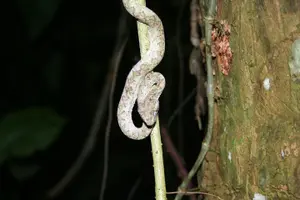 Tour image of Nocturnal deep jungle hike