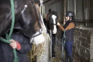 Tour image of Beach & countryside horse riding outside Westport. Guided. 1 hour