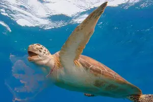 Tour image of Barbados