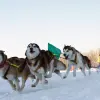 Image of Dog Sledding/Mushing