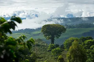 Tour image of A taste of Aquiares - 2 hours Coffee Tour