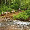 Image of Wildlife Encounters