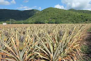 Tour image of Antigua Round Island Tour