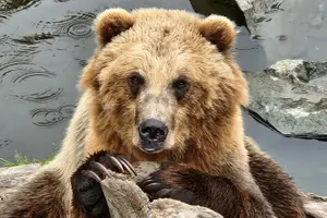 Tour image of Simply Amazing Sitka Tour: Fortress of the Bear, Alaska Raptor, & Totems