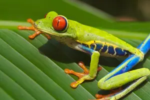 Tour image of Full Monteverde Cloud Forest Experience With Ziplining.