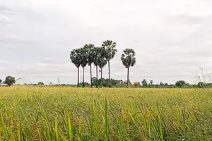 Tour image of Silk Island & countryside of Phnom Penh by Tuk Tuk