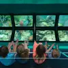 Image of Glass Bottom Boat Tours