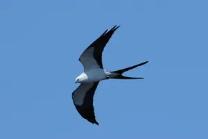 Tour image of Marco Island 2 hour Dolphin, Birding and Shelling tour