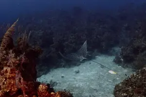 Tour image of PADI Discover Scuba Diving and Day Pass in Freeport