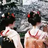 Image of Cherry Blossom