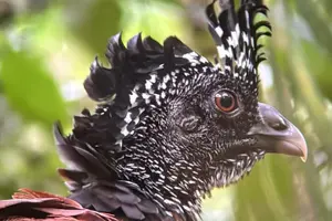 Tour image of Guided tour in the Curicancha Reserve