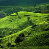 Image of Plantation Tours