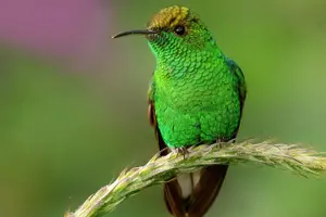 Tour image of Birding the Monteverde Cloud Forest