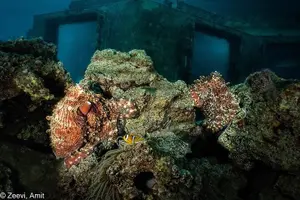 Tour image of Refresh Dive for Certified Divers