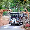 Image of Safaris