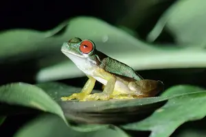 Tour image of Monteverde Rain Forest Night Walk