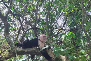 Tour image of Manuel Antonio National Park Day Trip from San Jose