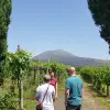 Image of Olive Oil Tasting