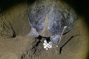 Tour image of Turtle Nesting night Tour in Tortuguero