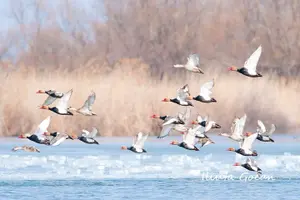 Tour image of Danube Delta Guided Day Trip in WINTER - private program