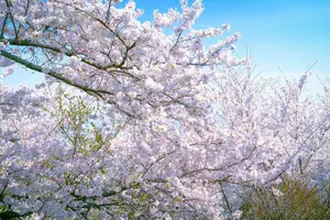 Tour image of Private tour - Experience Kobe's Best Gems with a local host