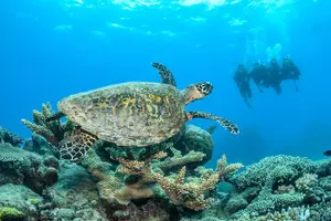 Image of Australia