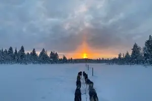 Tour image of Half-Day Dog Sledding Excursion in Svappavaara near Kiruna
