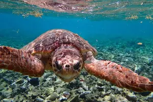 Tour image of Belize Hol Chan Marine Reserve & Shark Ray Alley Snorkel Tour - Ambergris Caye