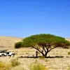 Image of Safaris