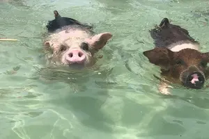 Tour image of Swim with Pigs on a Tropical Island