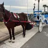 Image of Horseback Riding