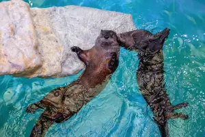 Tour image of Clearwater Marine Aquarium Tickets