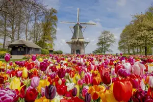 Tour image of Amsterdam: Keukenhof Entry Ticket & Shuttle Bus - Flexible Return