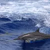 Image of Dolphin Watching