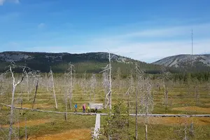 Tour image of Guided easy hike in Finland deepest gorge in Pyhä-Luosto National Park