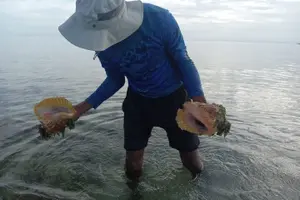 Tour image of Nassau's Exclusive Kayaking Snorkeling Beach Adventure (6 Max)