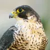 Image of Bird Watching