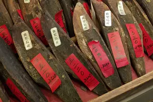 Tour image of Deep Dive: Osaka Food Markets from Local to Luxurious!