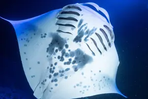 Tour image of Manta Ray Night Snorkel Experience of a Lifetime