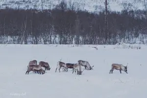 Tour image of Winter Fjord Road Trip with Citizen Science with Wandering Owl