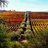 Image of Wine Tours