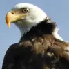 Image of Safaris