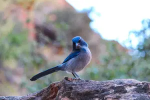 Tour image of Apache Trail Private Half-Day Tour