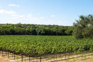 Tour image of Half-Day Hill Country Wine Shuttle From Austin