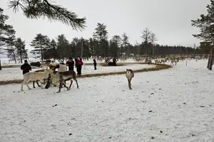 Tour image of Korouoma Frozen Waterfalls & Reindeer Farm Visit