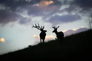 Tour image of Half Day Group Sunrise Wildlife Safari