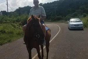 Tour image of Hour Horseback Riding Guided Tour from Runaway Bay