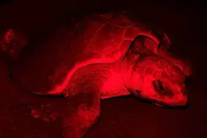 Tour image of The Majestic Green Turtle Nesting Tour