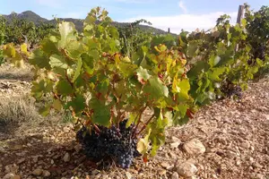 Tour image of Morning Wine Tour to Chateauneuf du Pape from Avignon